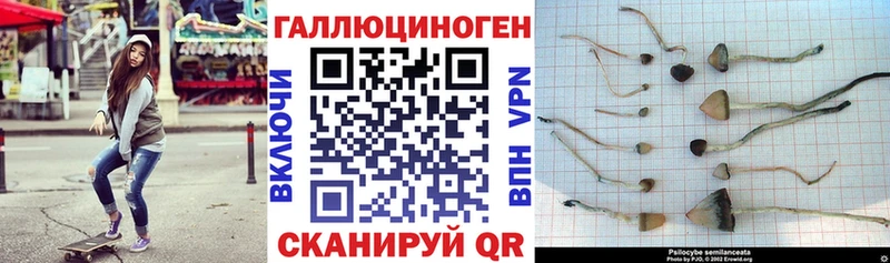 MEGA tor  Богданович  Псилоцибиновые грибы Magic Shrooms  как найти  